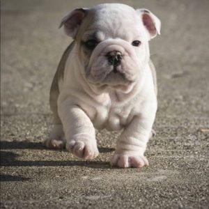 Meet your Posher, Noe